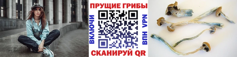 Псилоцибиновые грибы прущие грибы  Томск 